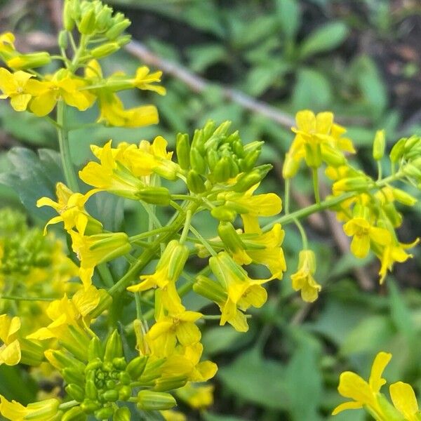 Barbarea orthoceras Flower