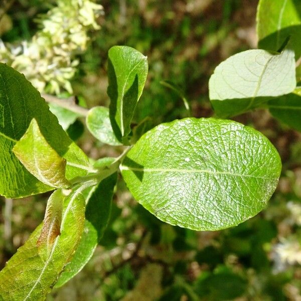 Salix caprea List