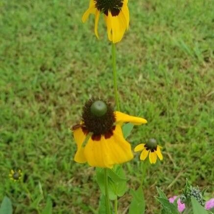 Ratibida columnifera Blomst