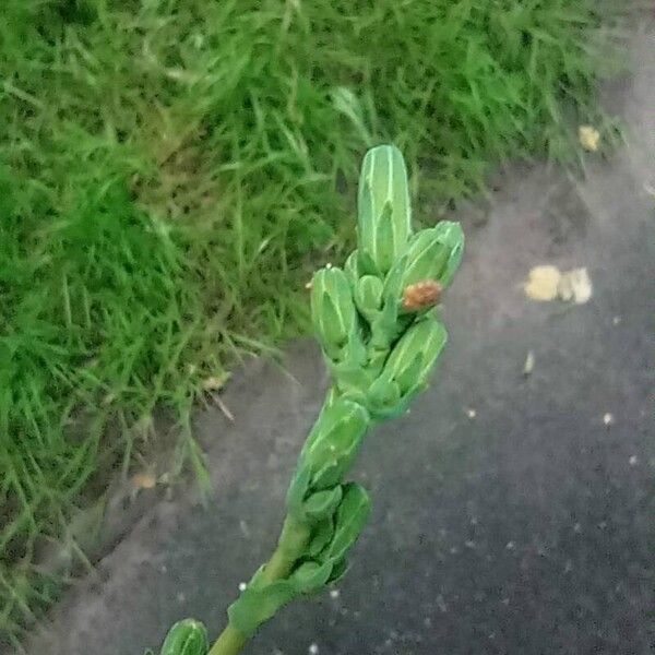 Lactuca virosa 其他