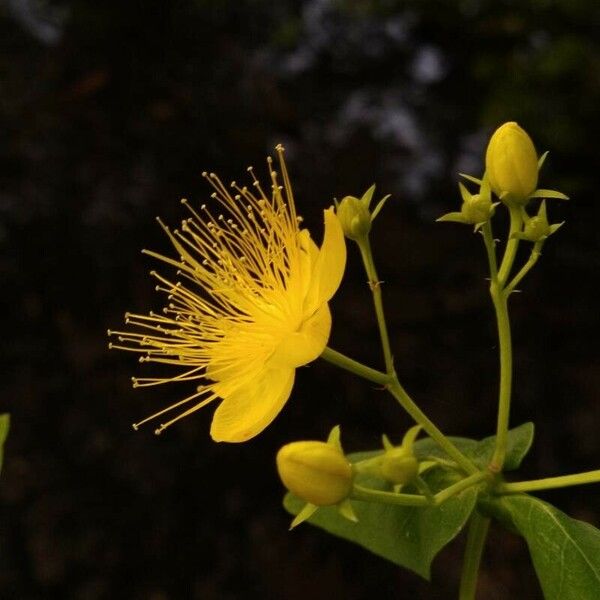 Hypericum hircinum Цвят