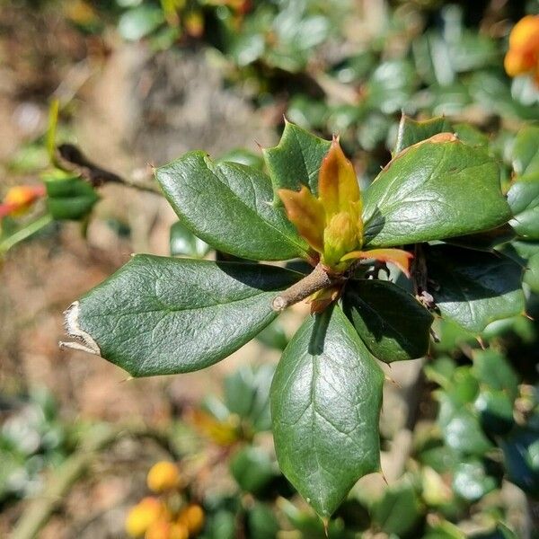 Berberis darwinii برگ