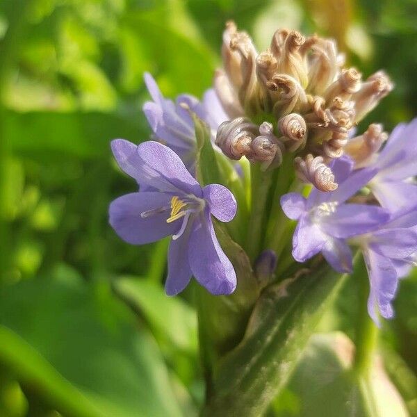 Pontederia hastata Цветок