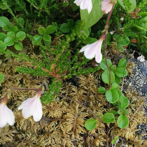 Linnaea borealis Flors