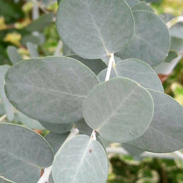 Eucalyptus gunnii Leaf