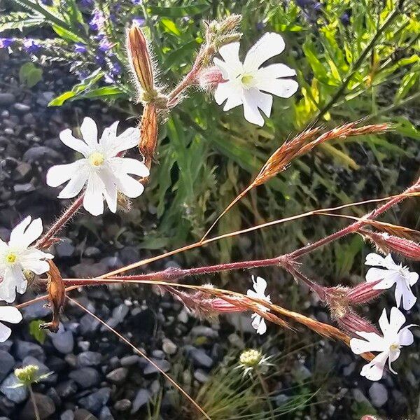 Silene dichotoma Flor