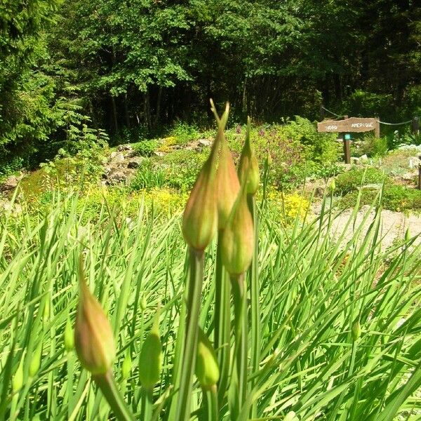 Allium stellatum Other