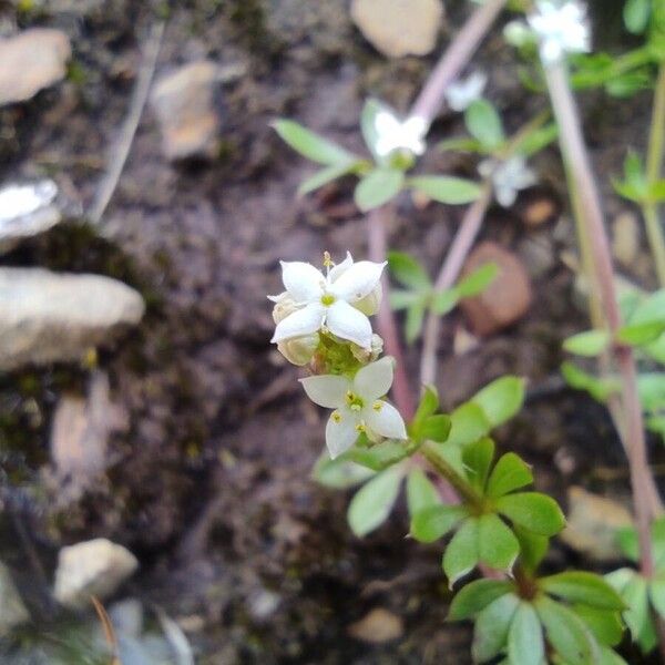 Galium saxatile Kukka