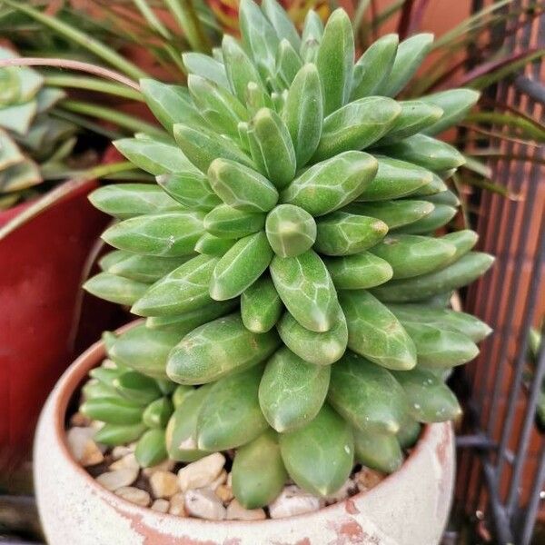 Pachyphytum compactum ഇല