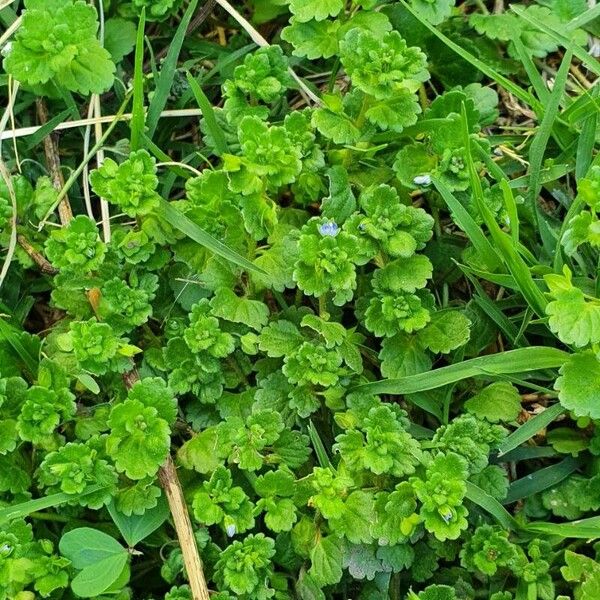 Veronica polita Habitus