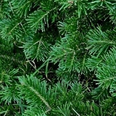 Abies lasiocarpa Fulla