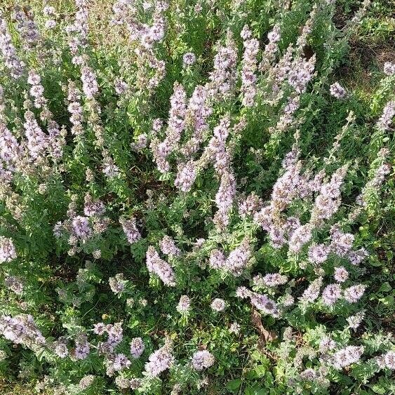 Mentha pulegium Flower