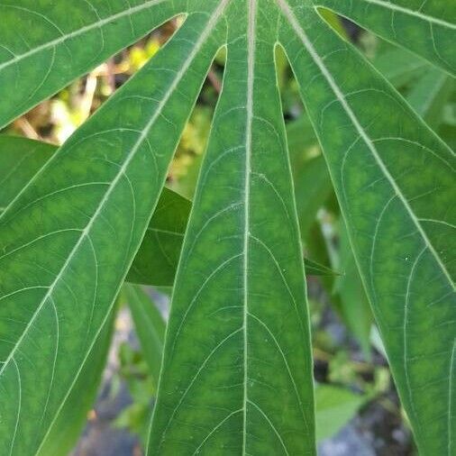 Manihot esculenta Leaf