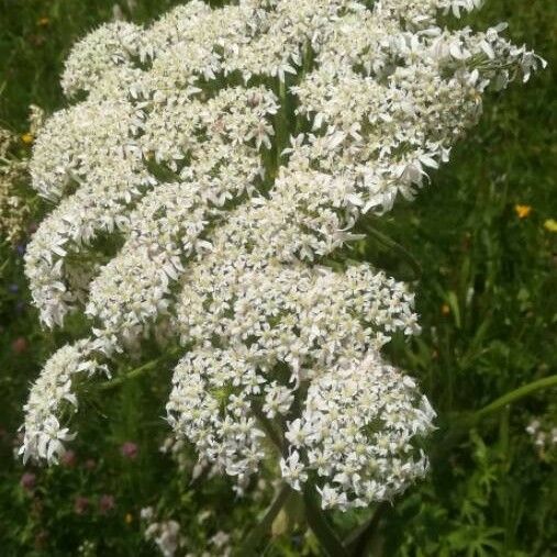 Heracleum sphondylium Květ