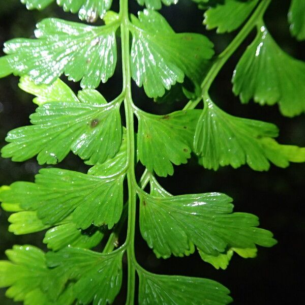 Asplenium lividum Frunză