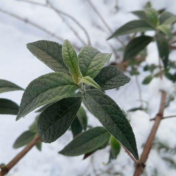 Buddleja davidii Leaf