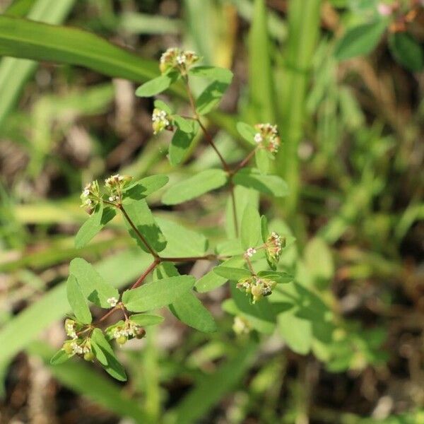 Euphorbia nutans Flower