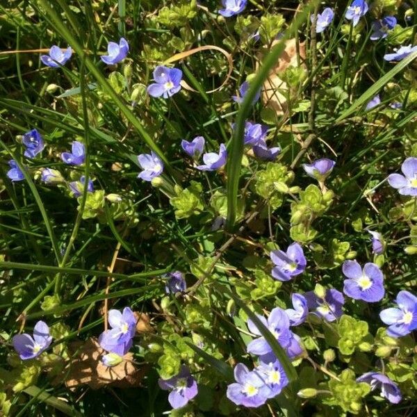 Veronica persica Flor