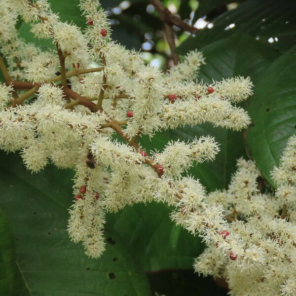 Miconia impetiolaris Flower