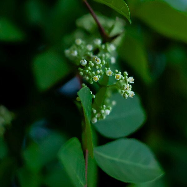 Schinus terebinthifolia Flower