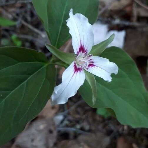 Trillium undulatum Žiedas