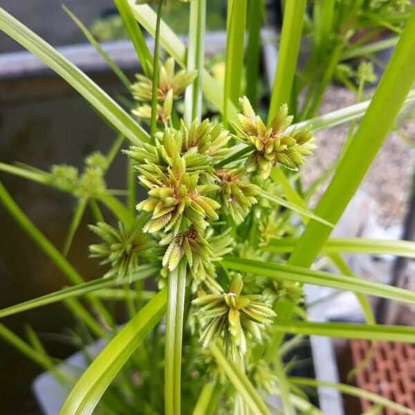 Cyperus eragrostis Fuelha