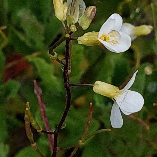 Arabis caucasica Flower