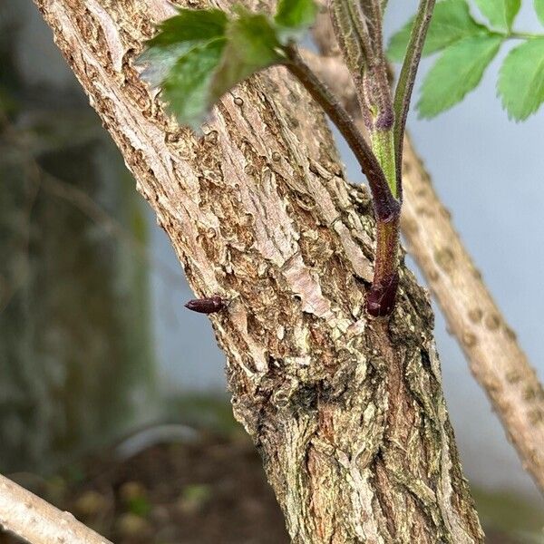 Sambucus canadensis Kéreg