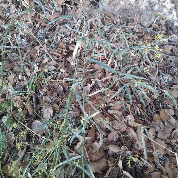 Bupleurum falcatum Habit