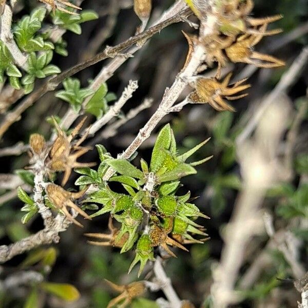 Satureja cuneifolia Leaf