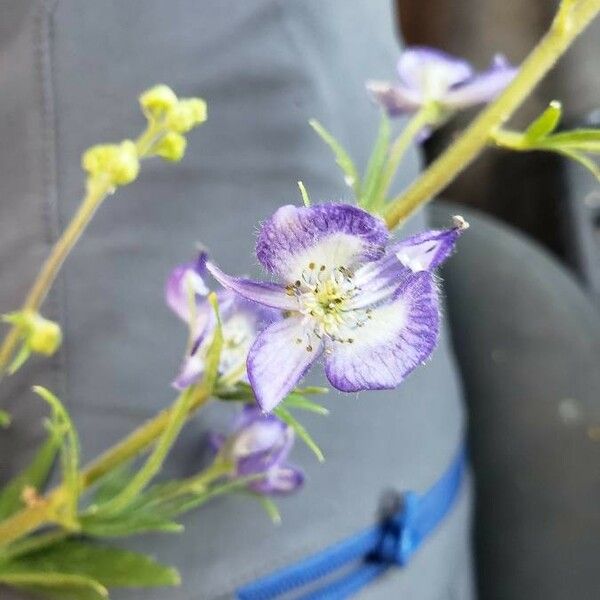 Aconitum columbianum Flower