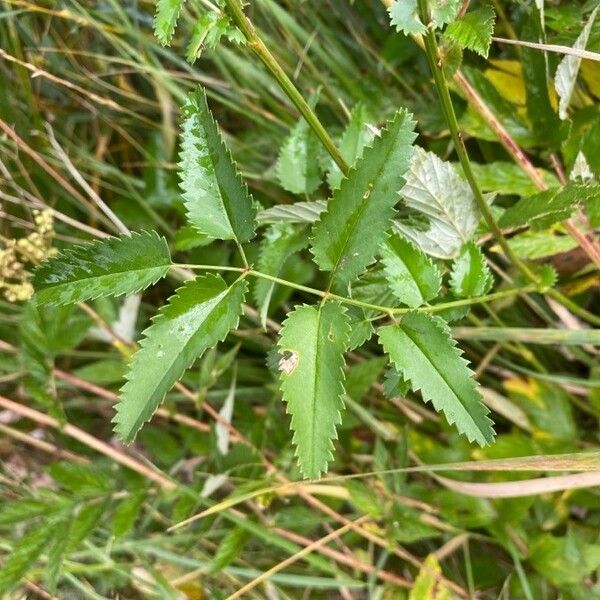 Sanguisorba officinalis Lapas