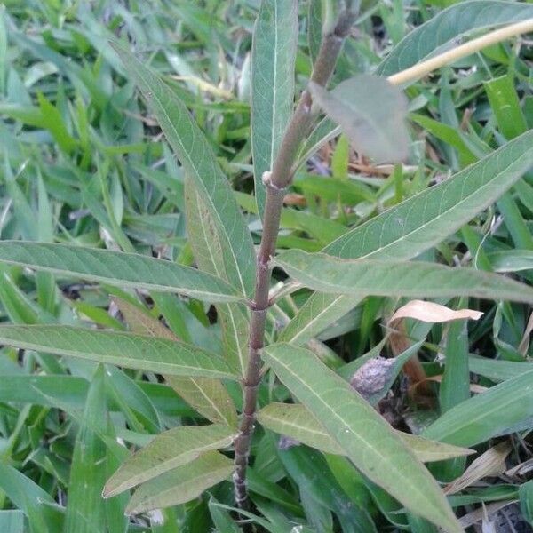 Asclepias curassavica Leaf