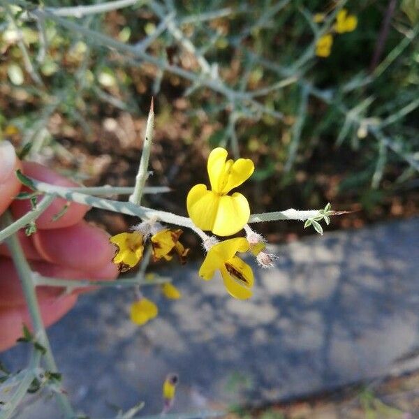 Genista scorpius Blüte