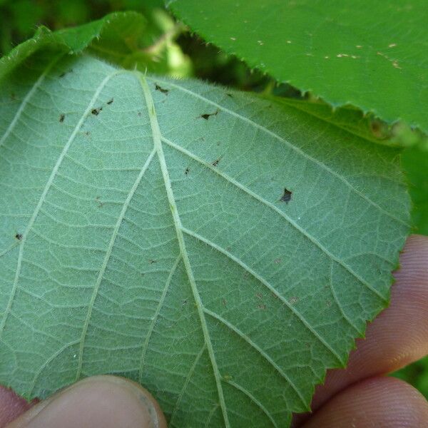 Rubus koehleri Altres