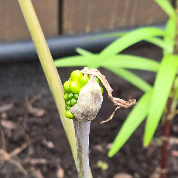 Arisaema triphyllum Virág