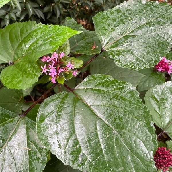 Clerodendrum bungei 葉