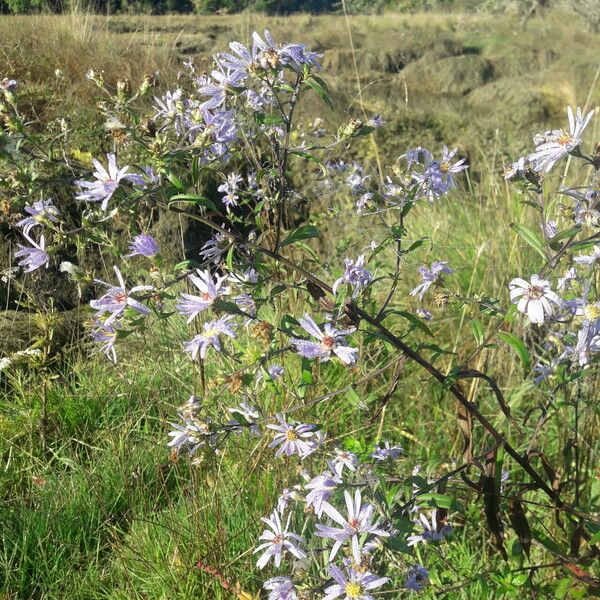 Symphyotrichum chilense Blodyn