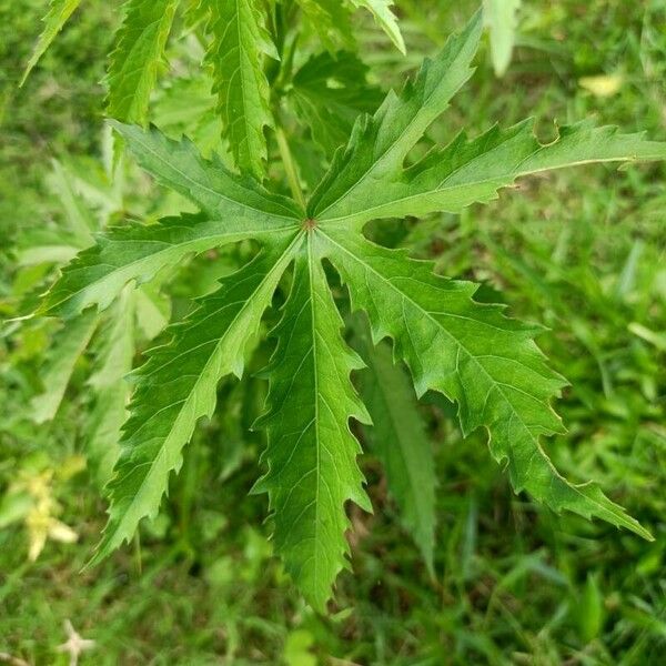 Hibiscus cannabinus Leaf