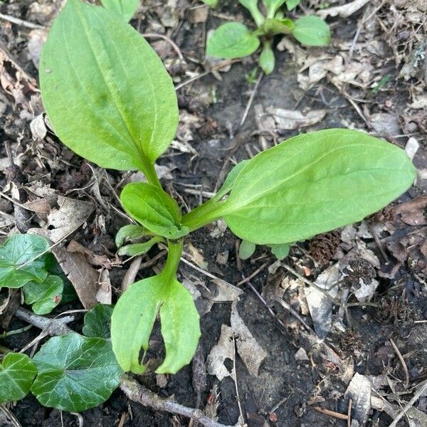 Plantago rugelii Feuille