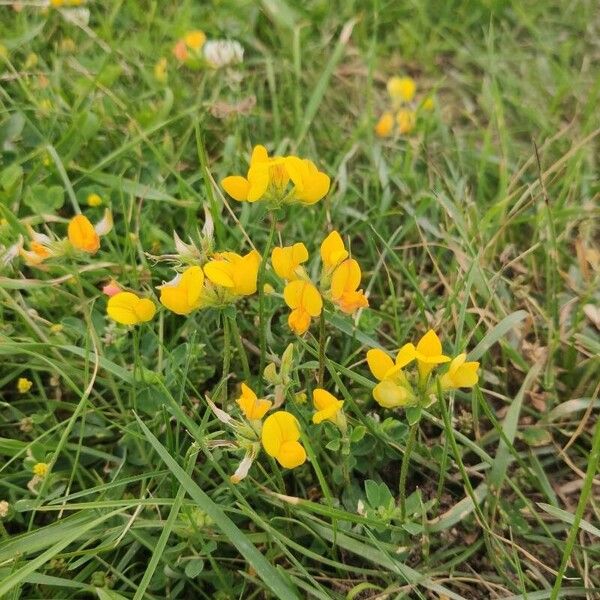 Lotus corniculatus Flor