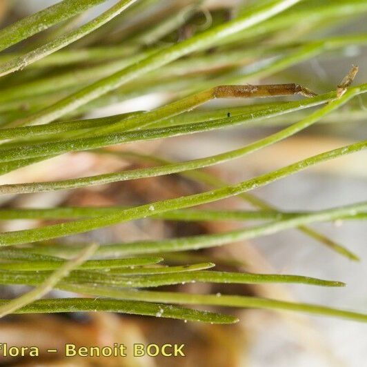 Eleocharis parvula Outro