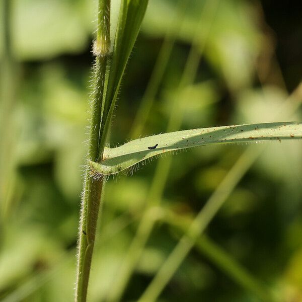 Urochloa trichopus 樹皮