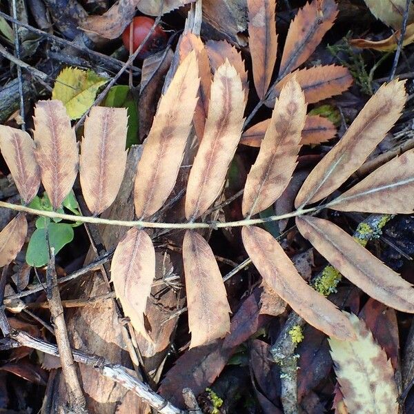 Sorbus domestica Blad