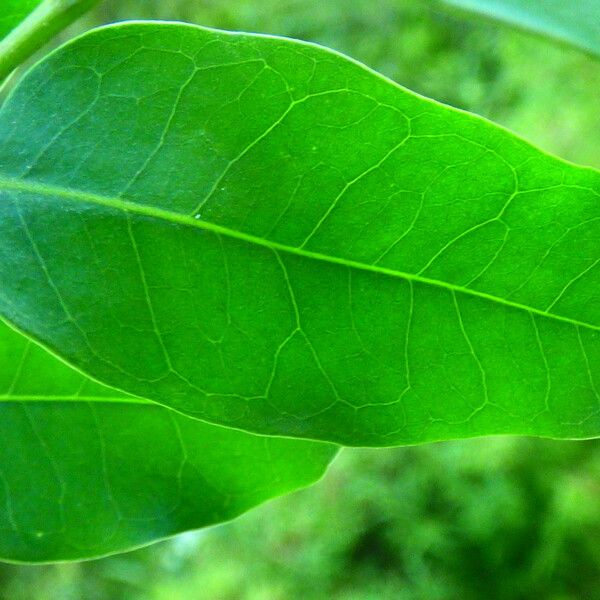 Adenanthera pavonina Leaf