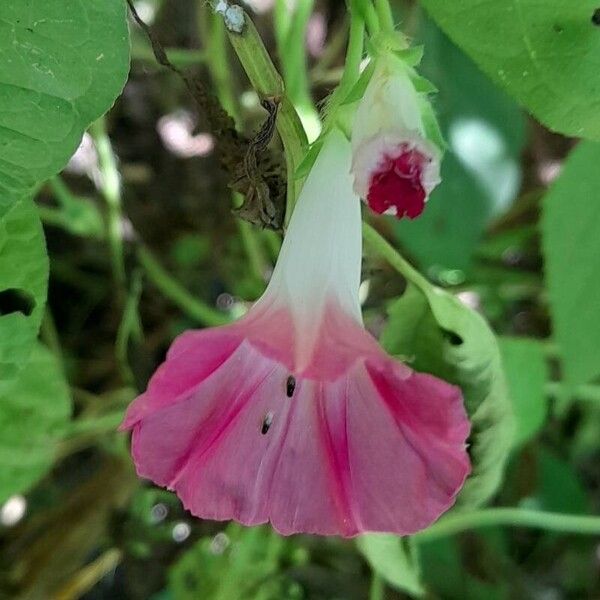 Ipomoea purpurea ᱵᱟᱦᱟ