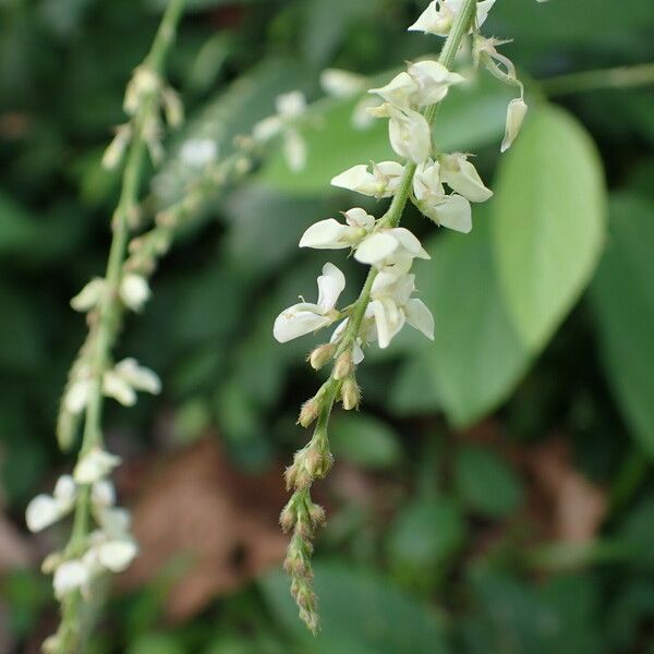 Desmodium tortuosum Blomma