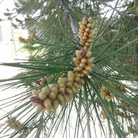 Pinus halepensis Blomma