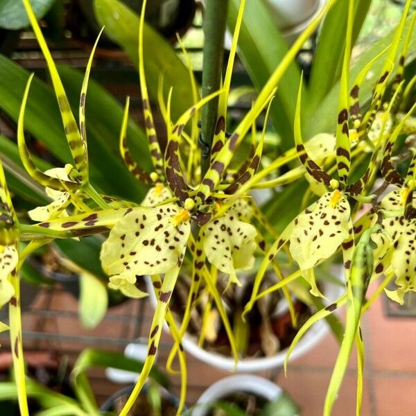 Brassia caudata Blüte