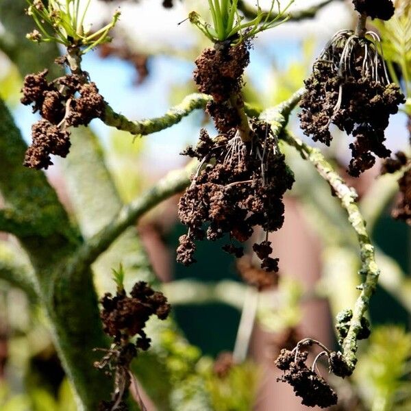 Fraxinus excelsior Other